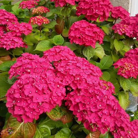 La Bed & Breakfast Commes