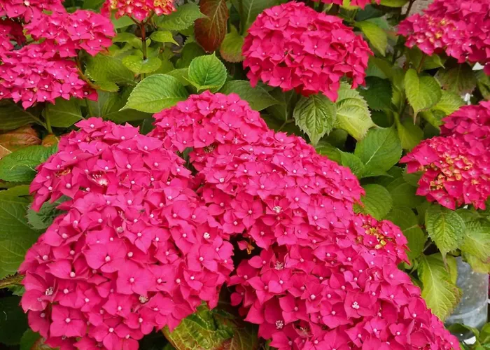 La Bed & Breakfast Commes